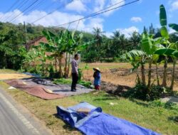 Polri Hadir di Sawah: Eyat Mayang Jadi Contoh Dukungan Ketahanan Pangan