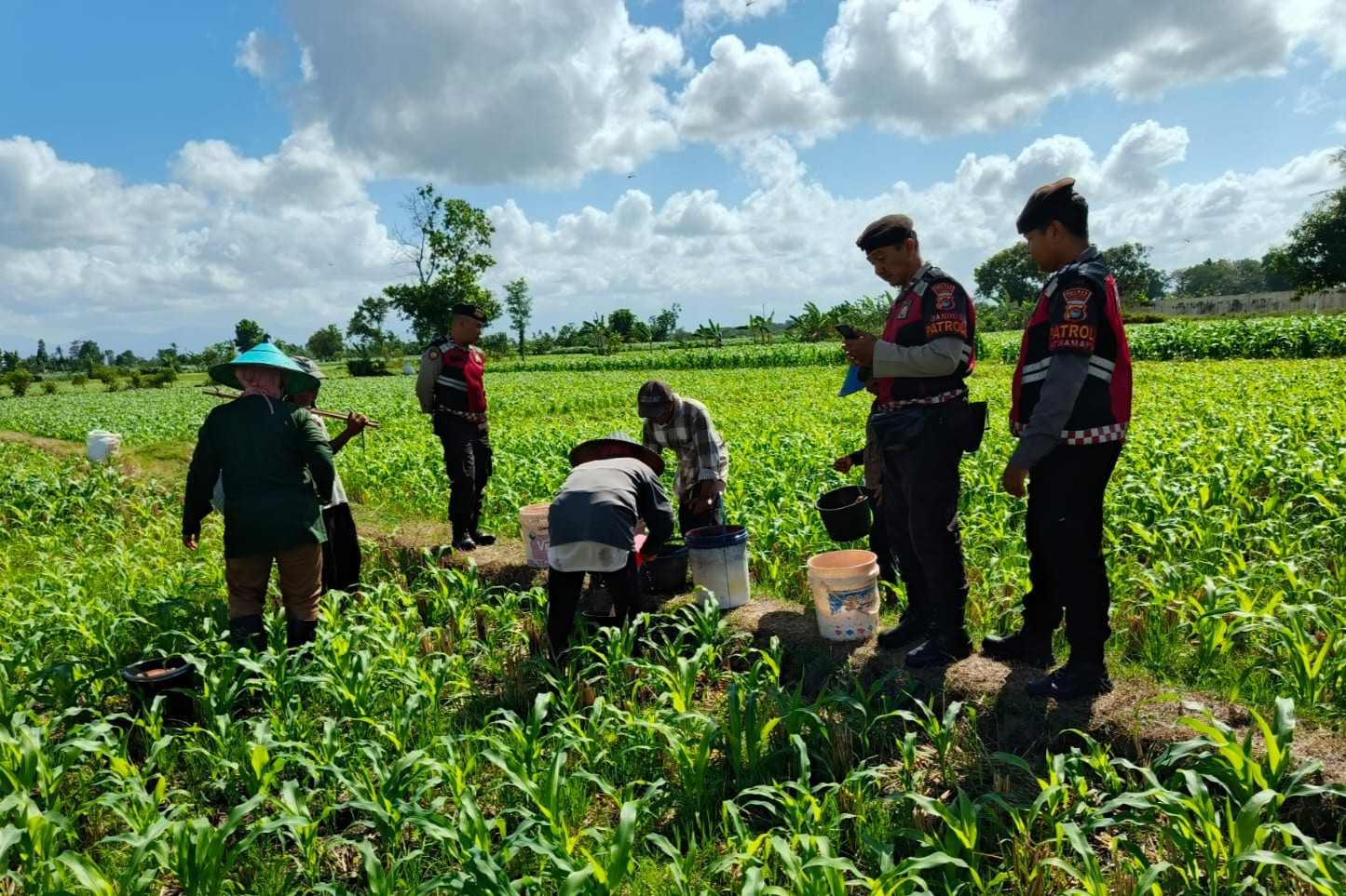 Polres Lombok Barat Turun ke Sawah, Pastikan Produktivitas Jagung di Gerung Terjaga