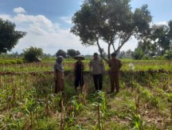 Petani Jagung Dusun Gelogor Dapat Pendampingan Bhabinkamtibmas dan PPL Lombok Barat