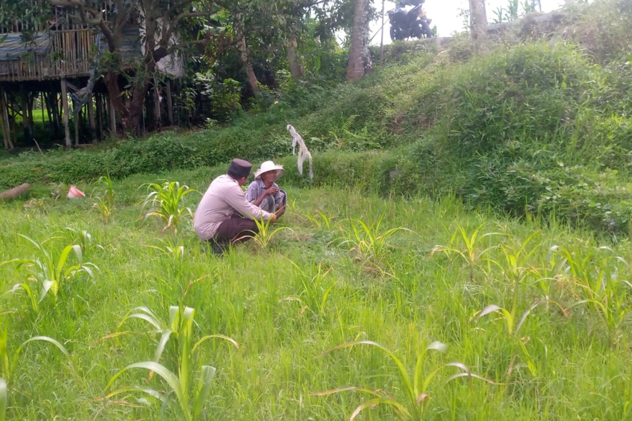 LOMBOK BARAT, NTB – Dalam upaya mewujudkan ketahanan pangan yang kuat di tingkat desa, Bhabinkamtibmas Desa Jagaraga, Aiptu I Gede Dodit, melaksanakan kunjungan silaturahmi ke Dusun Dasan Geres Pande, Kecamatan Kuripan, Lombok Barat. Kunjungan pada Minggu, 21 September 2025 ini bertujuan untuk mensosialisasikan pentingnya program ketahanan pangan kepada warga binaan, khususnya Bapak Nasri, dengan fokus pada pemanfaatan lahan produktif. Kegiatan yang dimulai pukul 11.00 WITA ini disambut baik oleh Bapak Nasri dan warga setempat. Aiptu Gede Dodit berinteraksi langsung dan memberikan edukasi tentang cara-cara efektif mengoptimalkan lahan yang mereka miliki, baik pekarangan rumah maupun lahan kosong, untuk ditanami tanaman pangan, beternak, atau budidaya perikanan. Inisiatif ini merupakan bagian dari komitmen Polri dalam mendukung program pemerintah untuk memperkuat fondasi ekonomi masyarakat, khususnya di sektor pertanian. Mendorong Produktivitas Lahan Melalui Tanaman Jagung Dalam kunjungannya, Aiptu Gede Dodit secara spesifik mengajak Bapak Nasri untuk menanam jagung di lahannya yang berlokasi di RT. 01 Dusun Dasan Geres Pande. Jagung dipilih karena merupakan salah satu komoditas pangan pokok yang memiliki nilai ekonomis tinggi dan relatif mudah dibudidayakan. Aiptu Gede Dodit menekankan bahwa pemanfaatan lahan untuk menanam jagung tidak hanya akan memenuhi kebutuhan pangan keluarga, tetapi juga dapat meningkatkan pendapatan jika hasilnya melimpah. “Kami datang ke sini untuk mengajak Bapak Nasri dan warga lainnya agar tidak menyia-nyiakan lahan yang ada. Dengan menanam jagung, misalnya, kita bisa berkontribusi langsung pada ketahanan pangan keluarga dan bahkan desa,” ujar Aiptu I Gede Dodit. Ia menambahkan bahwa upaya ini sejalan dengan program pemerintah pusat dalam menghadapi tantangan pangan global. Warga Antusias Dukung Program Ketahanan Pangan Respons positif datang dari warga binaan, Bapak Nasri, yang menyatakan kesiapannya untuk mendukung program ini. Menurutnya, inisiatif dari Bhabinkamtibmas ini sangat membantu masyarakat dalam melihat potensi lahan yang selama ini mungkin belum tergarap optimal. “Saya sangat berterima kasih atas kunjungan Bapak Bhabinkamtibmas. Kami siap mendukung program ini. Selama ini lahan memang ada, tapi kami belum tahu harus mulai dari mana. Dengan arahan ini, kami jadi lebih termotivasi,” ungkap Bapak Nasri. Ia berharap, kegiatan serupa dapat terus dilakukan untuk memberikan pendampingan dan motivasi kepada petani lainnya. Polisi Hadir untuk Masyarakat Kapolsek Kuripan, Ipda I Wayan Eka Ariyana, S.H., menjelaskan bahwa kegiatan yang dilakukan oleh Bhabinkamtibmas Aiptu I Gede Dodit merupakan wujud nyata dari peran Polri sebagai pengayom, pelindung, dan pelayan masyarakat. Ia menegaskan bahwa tugas polisi tidak hanya terbatas pada penegakan hukum, tetapi juga mencakup pembinaan masyarakat di berbagai sektor. “Kunjungan Bhabinkamtibmas ke warga binaan adalah salah satu cara kami menjalin komunikasi dan silaturahmi yang erat. Kami ingin memastikan masyarakat merasa dekat dengan kami dan tahu bahwa kami selalu siap membantu, termasuk dalam hal peningkatan kesejahteraan melalui program ketahanan pangan,” kata Ipda I Wayan Eka Ariyana. Menguatkan Fondasi Ekonomi Desa Hasil dari kegiatan ini tidak hanya terwujud dalam bentuk kesepakatan dan dukungan, tetapi juga dalam terjalinnya hubungan silaturahmi dan komunikasi yang lebih baik antara pihak kepolisian dan masyarakat. Melalui pendekatan humanis ini, program pemerintah terkait ketahanan pangan dapat tersampaikan dengan lebih efektif dan diterima dengan tangan terbuka oleh warga. Upaya kolaboratif antara aparat dan masyarakat menjadi kunci utama dalam membangun desa yang mandiri dan memiliki ketahanan ekonomi yang kuat. Dengan semakin banyaknya lahan produktif yang dimanfaatkan, diharapkan kesejahteraan petani di Lombok Barat akan meningkat, dan pasokan pangan lokal akan lebih terjamin.