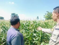 Sinergi Polsek Labuapi dan Petani Desa Labuapi dalam Wujudkan Ketahanan Pangan