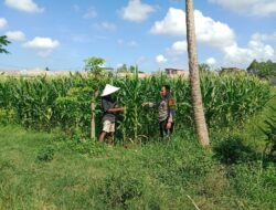 Polsek Labuapi Dukung Ketahanan Pangan, Warga Dusun Jerneng Antusias Menanam
