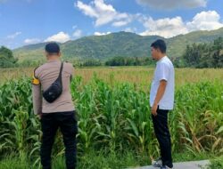 Polsek Kuripan Bangun Kolaborasi dengan Petani Jagung di Desa Kuripan Selatan