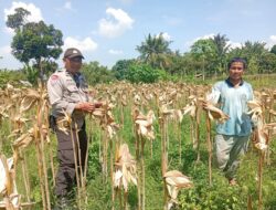 Ketahanan Pangan Desa Merembu Diperkuat Lewat Edukasi Diversifikasi Pertanian