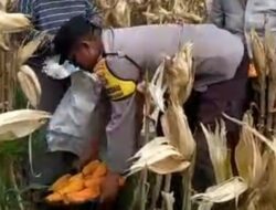 Polri Hadir di Tengah Petani Jagung Karang Anyar, Dukung Program Pangan Nasional