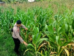 Langkah Polri Perkuat Ketahanan Pangan Lewat Kemitraan Petani di Kuripan Selatan