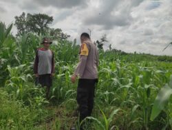 Ketahanan Pangan NTB, Bhabinkamtibmas Motivasi Petani Jagung di Kuranji Dalang
