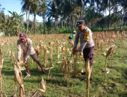 Polisi Bantu Petani Jagung Giri Tembesi Pastikan Distribusi Aman