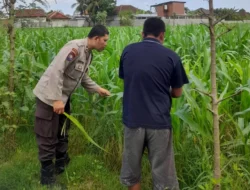 Dari Sawah untuk Negeri: Polri dan Petani Bersatu Jaga Ketahanan Pangan