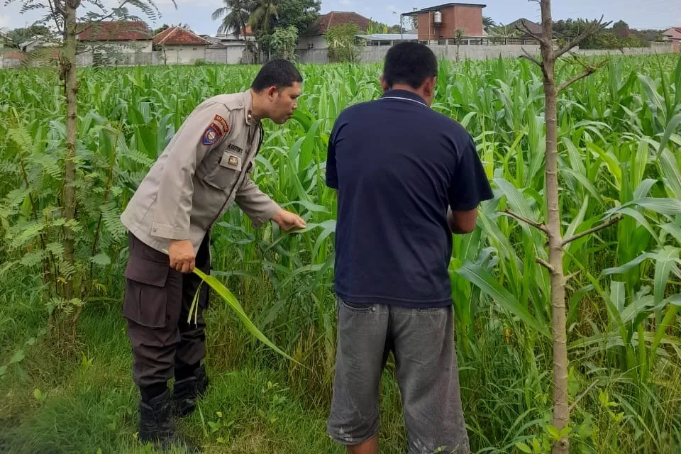 Lombok Barat, NTB – Komitmen Kepolisian Negara Republik Indonesia (Polri) dalam mendukung program ketahanan pangan nasional terus diwujudkan hingga ke tingkat desa. Di wilayah hukum Polres Lombok Barat, upaya nyata ini ditunjukkan melalui peran aktif Bhabinkamtibmas yang intensif mendampingi para petani. Salah satunya adalah kegiatan sambang yang dilakukan oleh Bhabinkamtibmas Desa Gelogor, Aipda Ahyar Haryanto, di Dusun Gelogor Selatan pada hari Rabu, 8 Oktober 2025. Sejak pukul 09.25 Wita, Aipda Ahyar Haryanto telah berada di tengah-tengah warga dan lahan pertanian, khususnya tanaman jagung, yang menjadi komoditas unggulan di daerah tersebut. Kegiatan ini tidak hanya sebatas kunjungan rutin, melainkan merupakan perwujudan sinergi antara aparat keamanan dengan masyarakat dalam menjamin ketersediaan pangan di tingkat lokal. Motivasi dan Pendampingan Langsung di Lahan Pertanian Dalam kunjungannya, Aipda Ahyar Haryanto berinteraksi langsung dengan para petani, melihat dari dekat kondisi tanaman jagung mereka, serta mendengarkan aspirasi dan kendala yang dihadapi. Kehadiran Bhabinkamtibmas di tengah areal persawahan ini memiliki nilai strategis ganda, yaitu menjaga keamanan dan ketertiban masyarakat (Kamtibmas) sekaligus memberikan motivasi dan dukungan moril dalam meningkatkan hasil panen. Petani di Dusun Gelogor Selatan menyambut baik kehadiran Aipda Ahyar Haryanto. Mereka merasa diperhatikan dan mendapatkan suntikan semangat untuk lebih giat dalam mengelola lahan. Tanaman jagung yang menjadi fokus sambang kali ini diharapkan dapat berkontribusi signifikan terhadap pasokan pangan, baik untuk kebutuhan lokal maupun nasional. Polri Dorong Peningkatan Semangat Bertani Warga Peran Bhabinkamtibmas dalam program ketahanan pangan merupakan bagian integral dari tugas tambahan Polri. Mereka berfungsi sebagai jembatan komunikasi yang efektif antara program-program pemerintah di sektor pertanian dengan implementasinya di masyarakat petani. Hal ini sejalan dengan arahan pimpinan Polri untuk menjadikan personel di lapangan sebagai motor penggerak pembangunan dan kesejahteraan masyarakat. Kepala Bagian Sumber Daya Manusia (Kabag SDM) Polres Lombok Barat, AKP Taufik Hidayat, S.H., menegaskan bahwa dukungan terhadap sektor pertanian adalah prioritas. Beliau menyoroti pentingnya peran Bhabinkamtibmas sebagai ujung tombak dalam mencapai sasaran ketahanan pangan. “Kami dari Polres Lombok Barat sangat serius mendukung program pemerintah di bidang ketahanan pangan. Kehadiran Bhabinkamtibmas seperti Aipda Ahyar Haryanto di Desa Gelogor adalah bukti nyata komitmen kami,” ujar AKP Taufik Hidayat, S.H. Beliau melanjutkan, “Kami berharap para petani di Gelogor, khususnya yang membudidayakan jagung, terus semangat dan konsisten dalam merawat tanamannya. Aipda Ahyar Haryanto bertugas untuk memotivasi mereka agar lebih giat dalam bertani, karena keberhasilan pertanian adalah fondasi utama dari ketahanan pangan daerah kita.” Kontribusi Jagung dalam Mewujudkan Swasembada Pangan Komoditas jagung memiliki peran vital sebagai salah satu penopang utama kebutuhan pangan dan pakan di Indonesia. Peningkatan produksi jagung di daerah seperti Gelogor, Lombok Barat, secara langsung akan memperkuat swasembada pangan nasional dan stabilitas harga komoditas. Melalui kegiatan sambang ini, Bhabinkamtibmas juga menyampaikan pesan-pesan yang bersifat edukatif. Selain memberikan dorongan, mereka turut mengingatkan petani mengenai pentingnya pola tanam yang efisien, penggunaan bibit unggul, serta upaya pencegahan gangguan keamanan di lahan pertanian. Kolaborasi dengan instansi terkait, seperti Penyuluh Pertanian Lapangan (PPL), akan terus diperkuat untuk memberikan bimbingan teknis yang optimal kepada warga. Dengan sinergi yang kuat antara Polri, khususnya Bhabinkamtibmas, dan seluruh elemen masyarakat petani, diharapkan Desa Gelogor dapat menjadi contoh keberhasilan dalam mewujudkan masyarakat yang mandiri secara pangan, sehat, dan sejahtera. Keaktifan Aipda Ahyar Haryanto dalam mendampingi petani menjadi cerminan bahwa aparat keamanan tidak hanya bertugas menjaga keamanan, tetapi juga menjadi mitra strategis dalam upaya meningkatkan kesejahteraan dan ketahanan pangan bangsa.