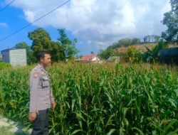 DDS Bhabinkamtibmas Perampuan, Sentuhan Humanis Polri Dukung Petani Jagung
