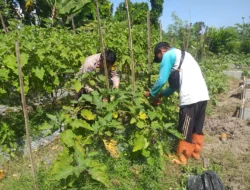 Sinergi Polri dan Warga Wujudkan Desa Mandiri Pangan di Jagaraga
