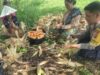 Dampingi Petani, Polri Pastikan Harga Jagung Tetap Stabil