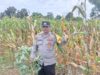 Bhabinkamtibmas Dampingi Petani Beleka Saat Panen Jagung P27, Ini Hasilnya