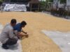 Jaga Ketahanan Pangan, Polri dan Bulog Bersinergi Serap Jagung Petani NTB