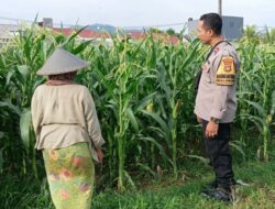 Bhabinkamtibmas Labuapi Gandeng Petani Jagung, Perkuat Fondasi Ketahanan Pangan