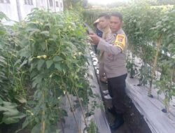 Bhabinkamtibmas dan Dinas Pertanian Bersatu Demi Petani Unggul