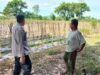 Sukses, Warga Lombok Barat Sulap Lahan Terbengkalai Jadi Kebun Cabai dan Sayuran