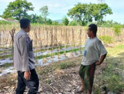 Sukses, Warga Lombok Barat Sulap Lahan Terbengkalai Jadi Kebun Cabai dan Sayuran