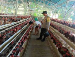 Dukungan Polri untuk Peternak Ayam: Jaminan Keamanan dan Produksi di Lombok Barat
