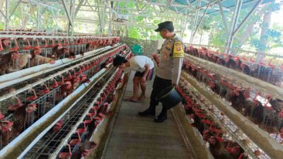 Kamtibmas Kondusif, Produksi Lancar: Peran Bhabinkamtibmas Bagi Peternak Ayam