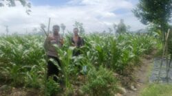 Polsek Gerung Dorong Ketahanan Pangan di Desa Beleka