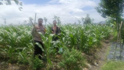 Strategi Polsek Gerung Perkuat Pangan di Dusun Barabokong